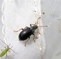 Phyllobius viridicollis