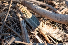 Sceloporus variabilis marmoratus