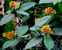 Palicourea padifolia