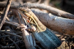 Sceloporus variabilis marmoratus