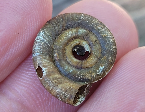 Margined Ram's-horn