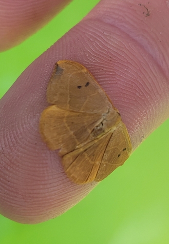 Oak Hook-tip
