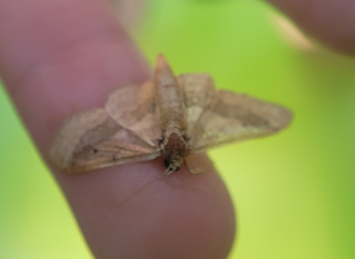 Riband Wave