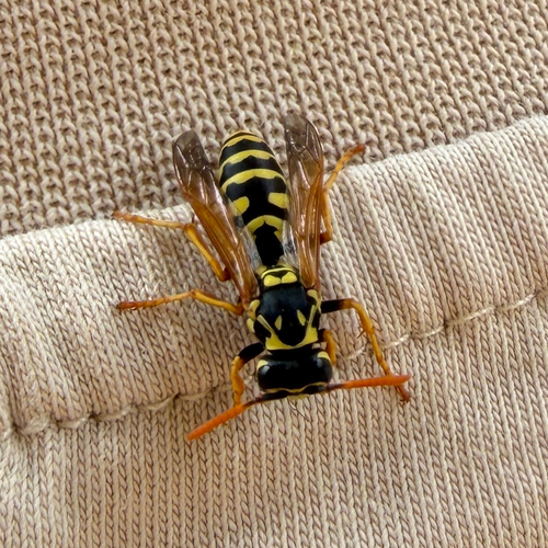 European Paper Wasp