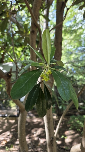 Pittosporum pancheri