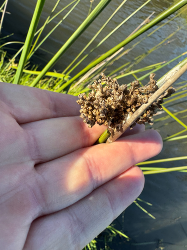 Juncus pallidus, photograph 5