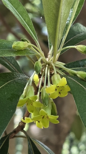 Pittosporum pancheri, photograph 1