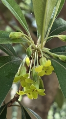 Pittosporum pancheri, photograph Genevieve Early, CC BY, iNaturalist via GBIF