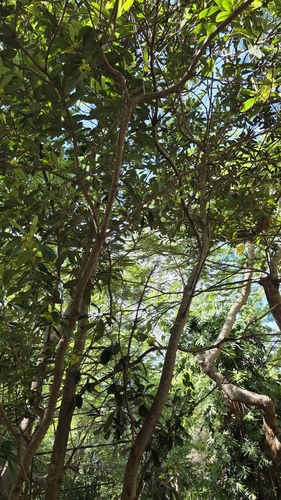 Pittosporum pancheri, photograph 2