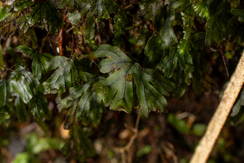 Hymenophyllum lyallii observed 2026-08-16