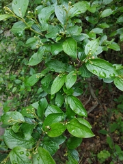 Cotoneaster lucidus