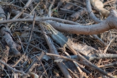 Sceloporus variabilis marmoratus