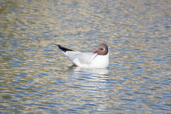 Chroicocephalus ridibundus