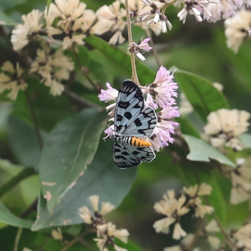 Longicella mollis