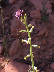 Streptanthus longirostris