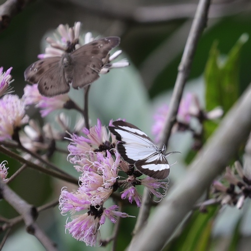 Nyctemera tripunctaria
