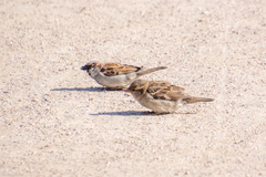 Passer domesticus