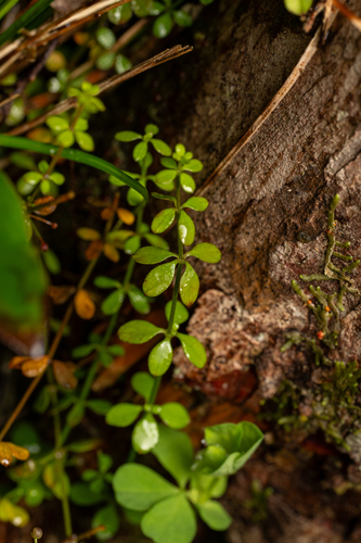 Galium propinquum observed 2026-08-16