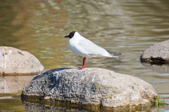 Chroicocephalus ridibundus