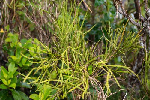 Carmichaelia australis observed 2026-08-16