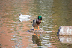 Chroicocephalus ridibundus