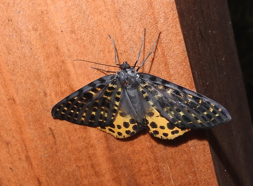 Arichanna flavinigra