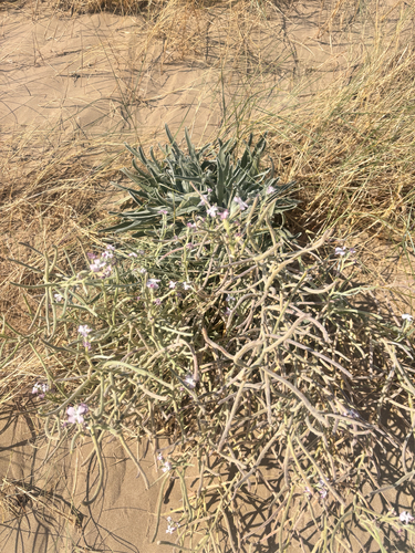 Matthiola sinuata, photograph 6