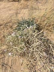 Matthiola sinuata, photograph author not stated, no rights reserved