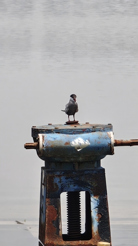 Whiskered Tern