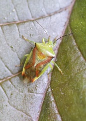 Elasmostethus interstinctus