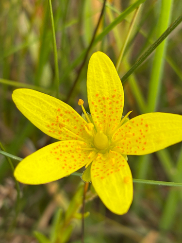 Marsh Saxifrage