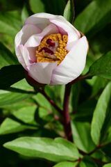 Paeonia mascula, photograph (c) Gary Yong Gee, some rights reserved (CC BY)