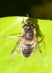 Eristalis pertinax