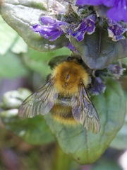 Bombus pascuorum
