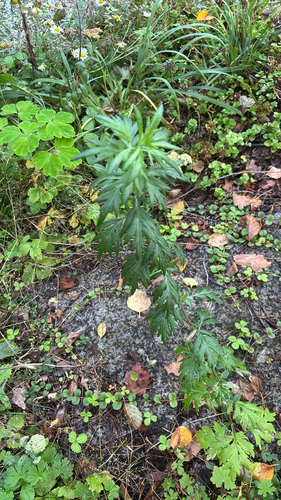 common mugwort