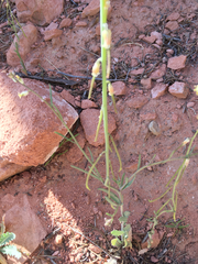 Streptanthus longirostris