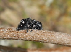 Phidippus audax