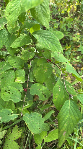 Fly Honeysuckle
