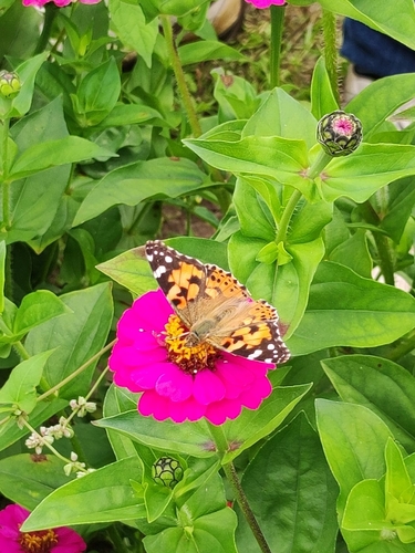 Painted Lady