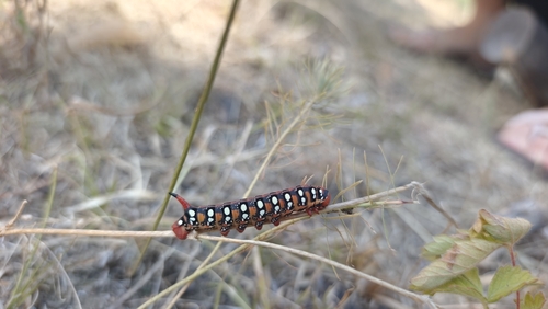 Leafy Spurge Hawkmoth