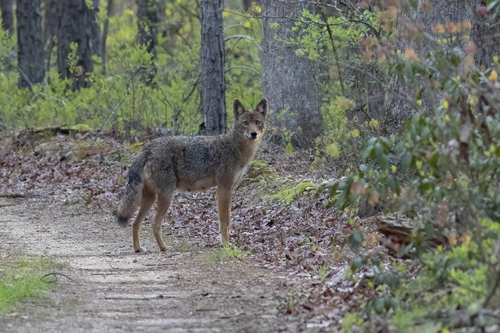 Coyote photographed in New Jersey