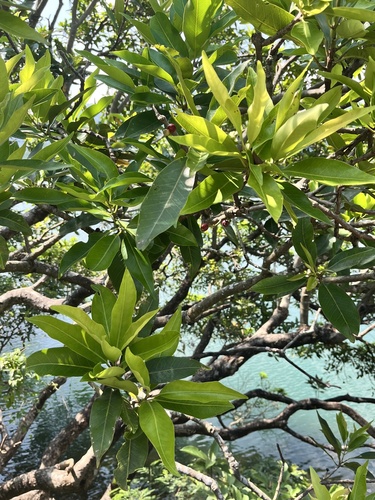 Syzygium nervosum observed 2026-08-16