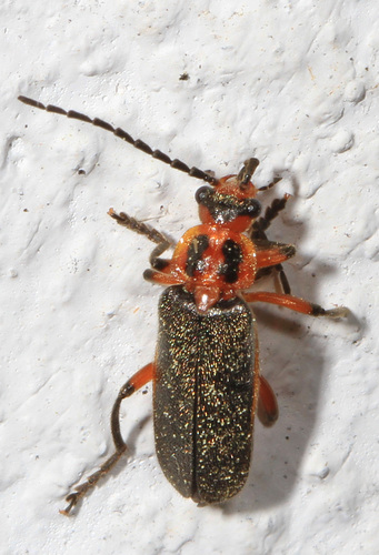 Two-lined Leatherwing photo 3