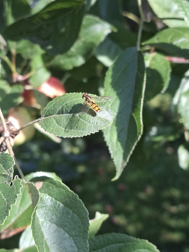 Marmalade Hover Fly