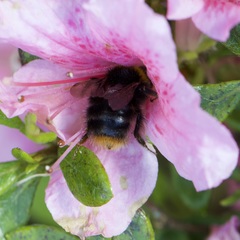 Bombus pratorum