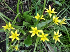 Gagea lutea