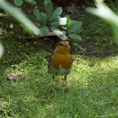Erithacus rubecula