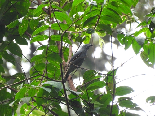 Coracina fimbriata observed 2026-08-16