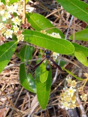 Isodontia exornata