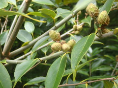 Castanopsis sieboldii, photograph (c) 村山史世　（Fumiyo MURAYAMA), some rights reserved (CC BY)